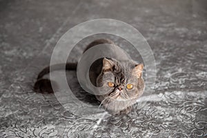 Trimmed cat. gray beautiful cat. a cat\'s haircut. pet. Exotics cat