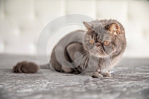 Trimmed cat. gray beautiful cat. a cat\'s haircut. pet. Exotics cat