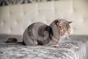 Trimmed cat. gray beautiful cat. a cat\'s haircut. pet. Exotics cat