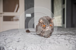 Trimmed cat. gray beautiful cat. a cat\'s haircut. pet. Exotics cat