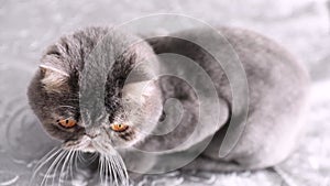 Trimmed cat. Gray beautiful cat. A cat's haircut. Pet. Exotics cat