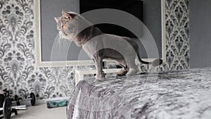 Trimmed cat. Gray beautiful cat. A cat's haircut. Pet. Exotics cat