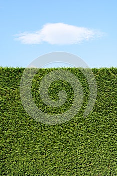 A trimmed cedar hedge under a blue sky with a white cloud