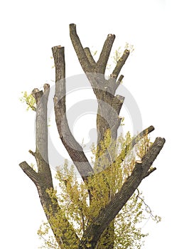 Trimmed cottonwood tree photo