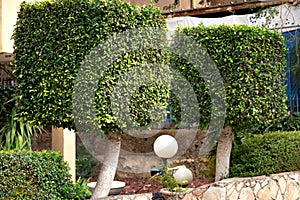 trimmed cubic-shaped trees in front of the entrance of a residential building