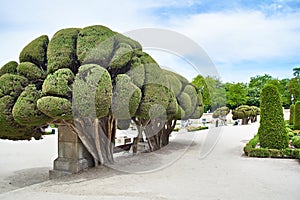 Trimmed cypresses with Retiro park