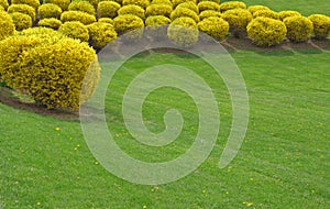 Trimmed forsythia photo