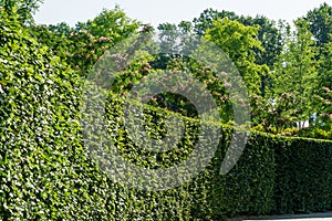 Trimmed green hedge of Carpinus betulus, the European or common hornbeam in public landscape city park Krasnodar