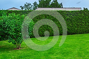 Trimmed hedge of evergreen thuja in front of a green lawn.