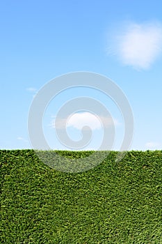 A trimmed hedge under a blue sky with white clouds