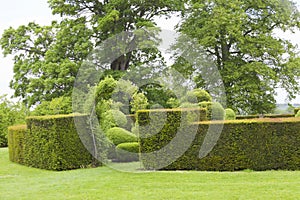 Trimmed hedge wall with archway to topiary inner garden