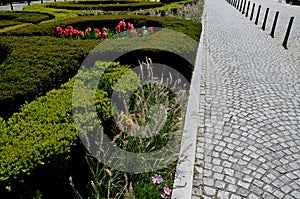 trimmed hedges, bushes in geometric round shapes of fantastic