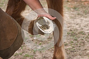 Trimmed Hoof