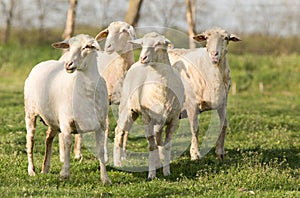 Trimmed sheep photo