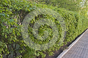 trimmed shrubbery along the sidewalk