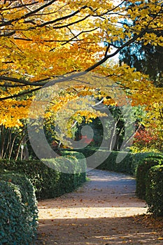 Trimmed shrubs, path in fall garden, park. Tree with yellow foliage Golden trees