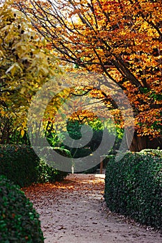 Trimmed shrubs, path in fall garden, park. Tree with yellow foliage Golden trees