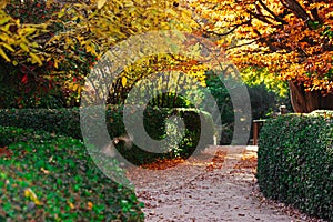 Trimmed shrubs, path in fall garden, park. Tree with yellow foliage Golden trees