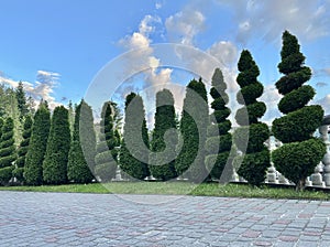 Trimmed thuja bonsai. Sheared thuja, green spaces. Spiral thuja planted in a row