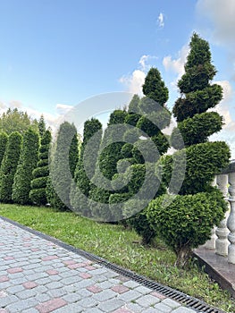 Trimmed thuja bonsai. Sheared thuja, green spaces. Spiral thuja planted in a row