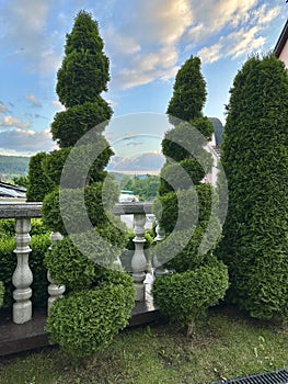 Trimmed thuja bonsai. Sheared thuja, green spaces. Spiral thuja planted in a row