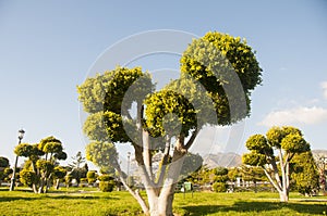 Trimmed trees in the Battery Park in Torremolinos, Spain. Parque La Bateria. Bright greenery in the sunlight. photo