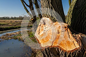Trimmed trees in the Biesbosch National Park