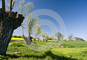 Trimmed trees landscape photo