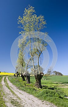 Trimmed trees landscape photo