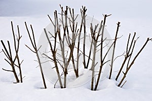 Trimmed willow bush in snowy field