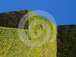 Stately Home Garden Hedge photo