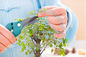 Trimming bonsai tree