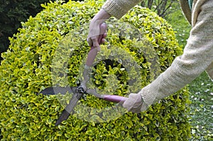 Trimming bushes with garden scissors