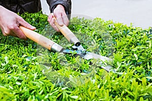 Trimming bushes in spring