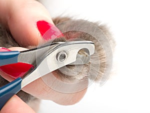 Trimming cat's nails