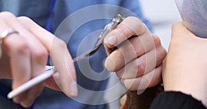 Trimming the claw with scissors on the dog's paw close-up. In the veterinary clinic, the veterinarian conducts a