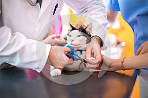 Trimming claws of cat by veterinarian