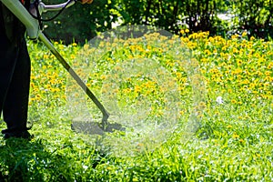 Trimming dandelions and other weeds in the yard