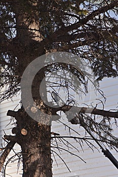 Trimming an evergreen tree of branches