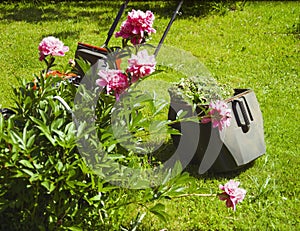 trimming grass around pink peony