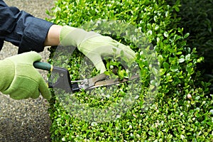 Trimming Hedges with Manual Shears photo
