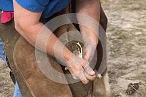 Trimming The Hoof