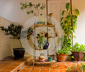 Trimming house plants in the tropics