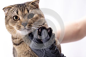 Trimming the nails of a brown scottish fold cat