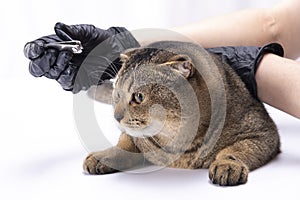 Trimming the nails of a brown scottish fold cat