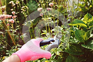 Trimming perennials after blooming photo