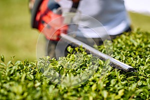 Trimming Perfection: Close-up View of Hedge Trimmer in Action