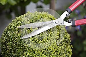 Trimming a plant with hedge clippers. Conceptual image shot