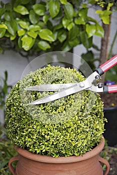 Trimming a plant with hedge clippers. Conceptual image shot