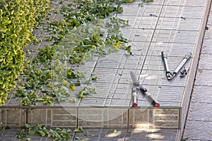 Trimming plants in a garden